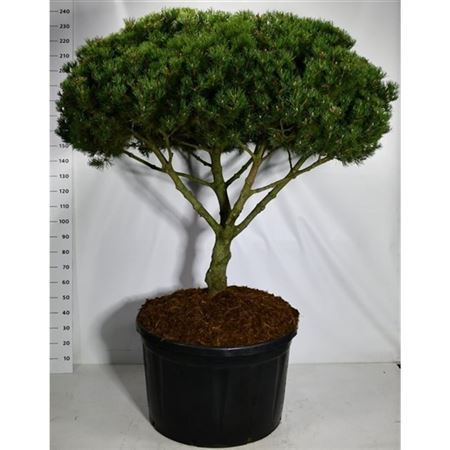 Pinus Mugo Laurin