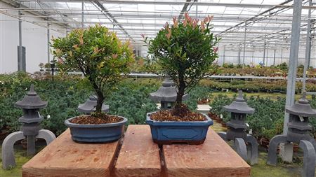 Bonsai Syzygium Buxifolium, Broom