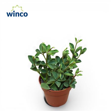 Peperomia Tetraphylla Hope