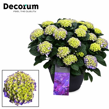 Hydrangea Ma Blue 20+ (decorum)