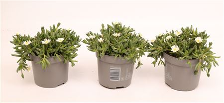 Delosperma Lido White