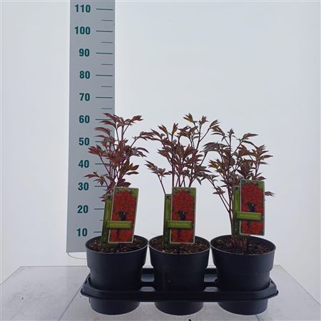 Paeonia Lactiflora Karl Rosenfield