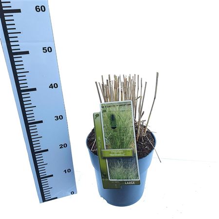 Паникум Виргатум Нортвинд