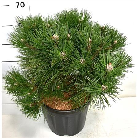 Pinus Nigra Nana
