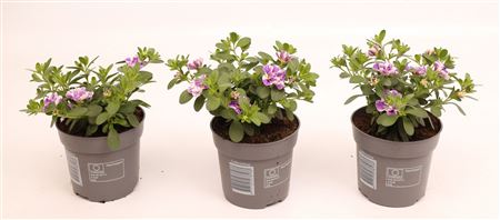 Calibrachoa Double Loopy Lavender