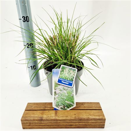 Pennisetum Alopecuroides Hameln.