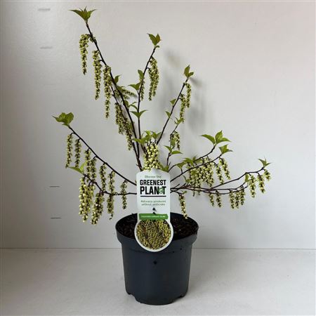Stachyurus Chin Celina