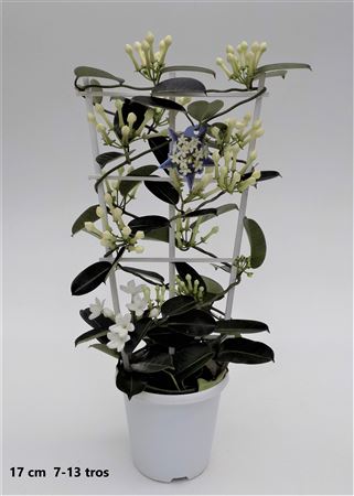 Stephanotis Grande 7-13