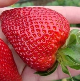 Земляника Геркулес