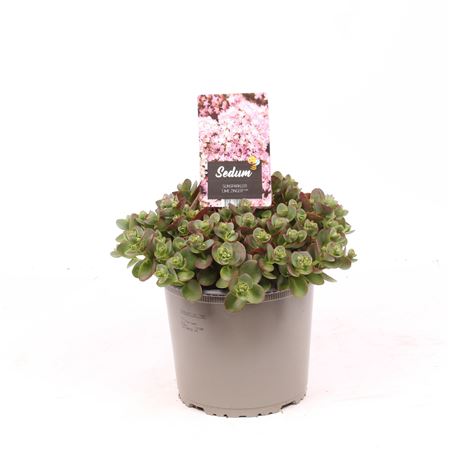 Sedum Sunsparkler Lime Zinger