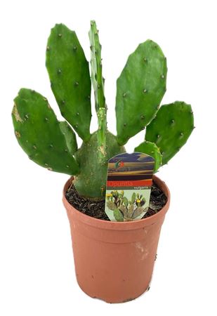 Opuntia Vulgaris
