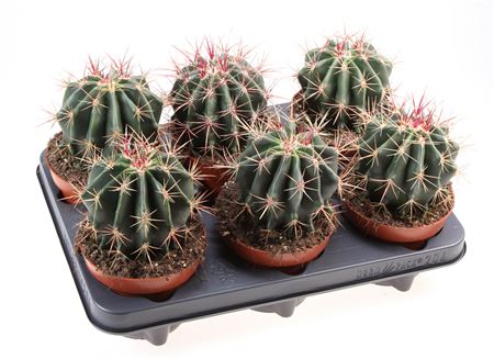 Ferocactus Stainesii