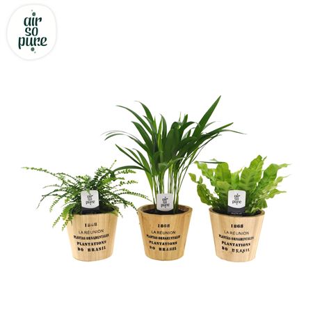 Plant Mix Air So Pure Mix In Nairobi Pot