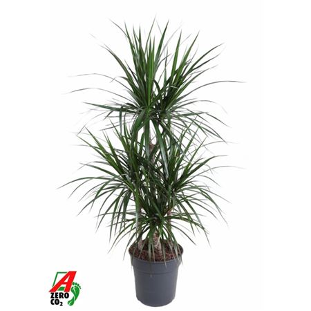 Drac Marginata 60-carrousel