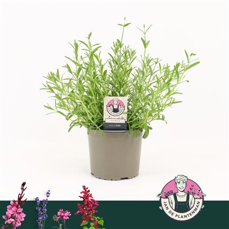 Lavandula Speciosa Ardeche Blue