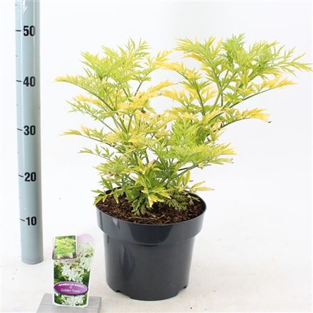 Sambucus Nigra Golden Tower