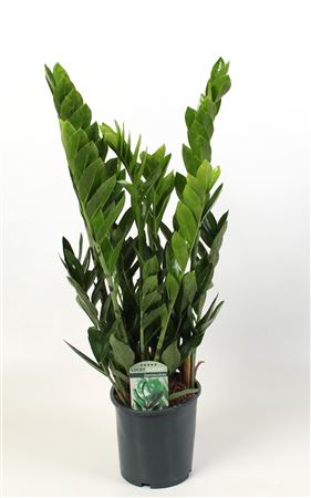 Zamioculcas Lucky Classic Lange
