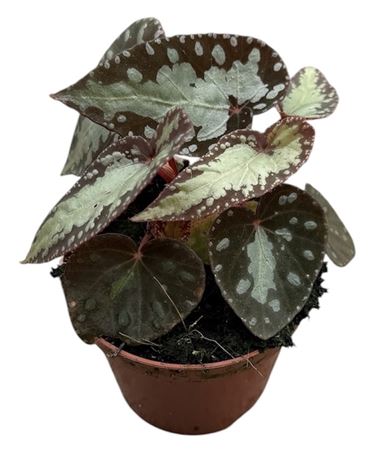 Begonia Silver Moon