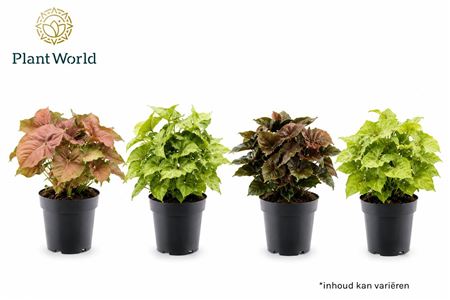 Syngonium Mixed
