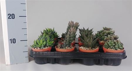 Haworthia Premium Mix (novi)