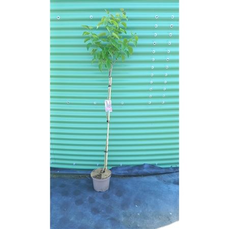 Syringa Vulg And An Ludwig Spath On Stem