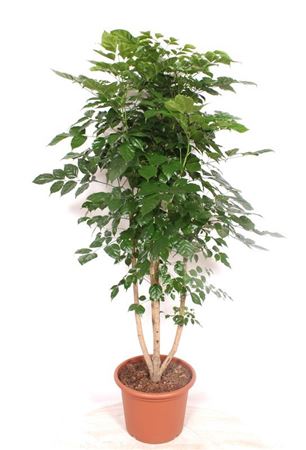 Radermachera Hainanensis