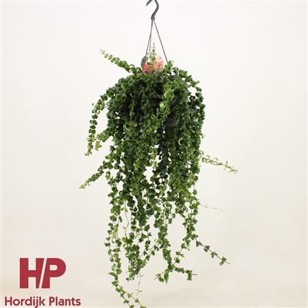 Aeschynanthus Bluster Xxl