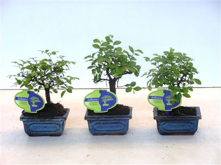 Bonsai Zelkova Parvifolia, Without