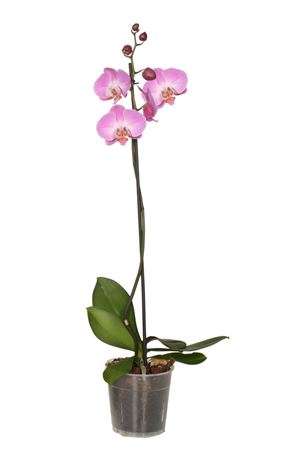 Phal 1st Pink (vg)
