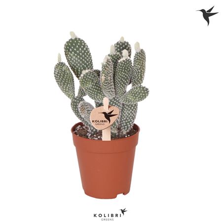 Opuntia White