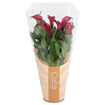 Zantedeschia Allure Red 5+