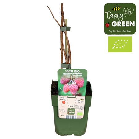 Рубус Идеус Туламин Биография