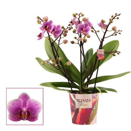 Phal 3-4st Dazzling Diva (scenza)