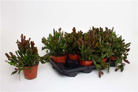 Rhipsalis Agudoensis.