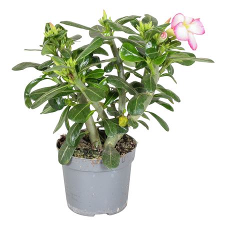 Adenium Obesum Pink Star
