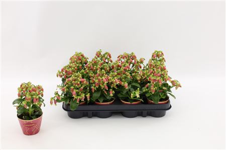 Kal Dream Bells With Potcover