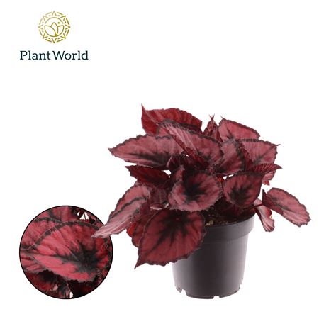 Begonia Rex Red Kiss