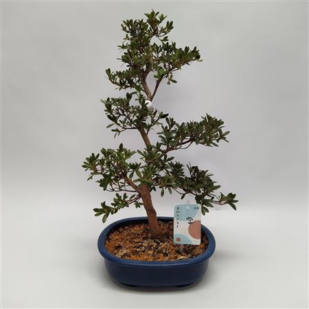 Satsuki Azalea 'h4' 23 Cm (herkomst: Japan)