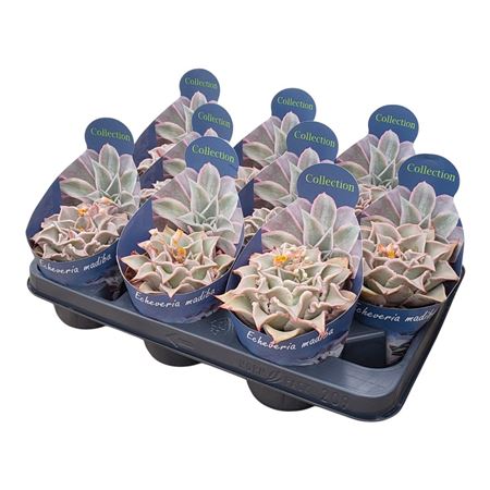 Echeveria Madiba Potcover