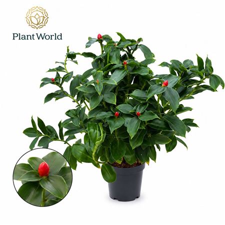 Costus Woodsonii