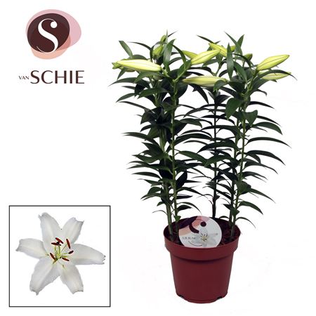 Lilium Or Helvetia 5pp