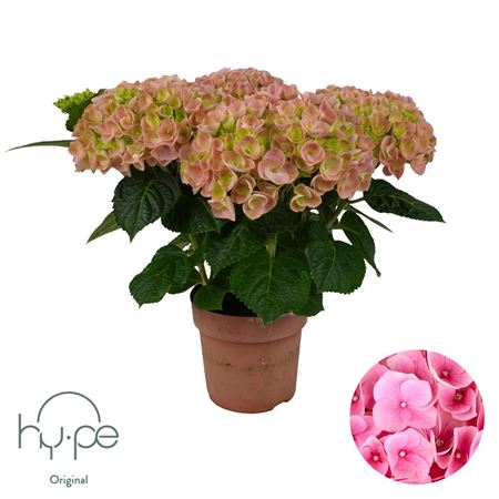 Hydrangea Ma Pink 5+ (hy-pe)