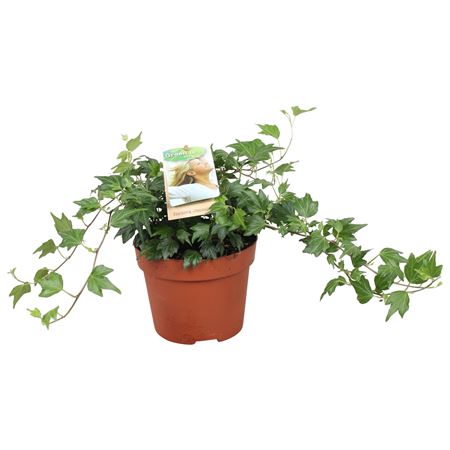 Hedera Helix Jessica