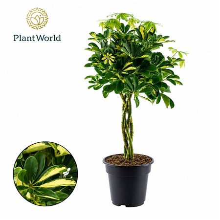 Schefflera Gold Capella Twisted