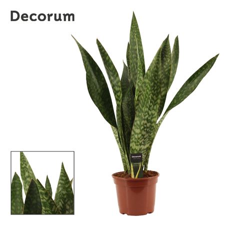 Sansevieria Jamaiquina Regular