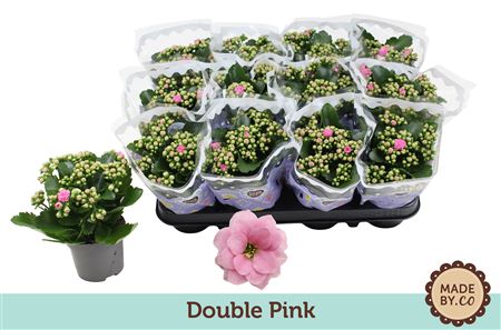 Kal Ros Pink