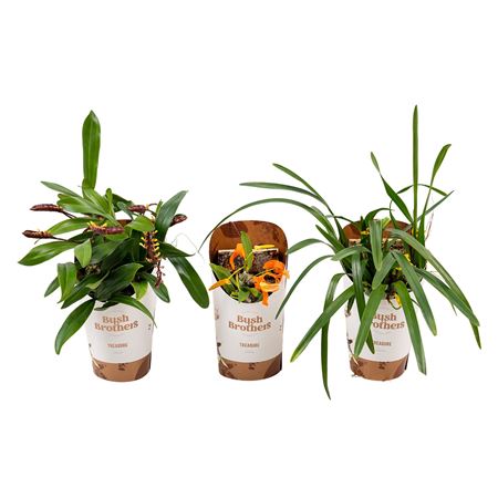 Masdevallia In White Potcover