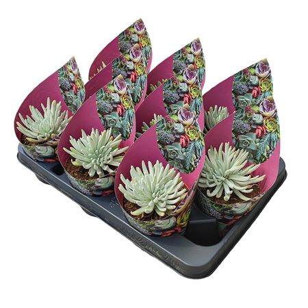 Dudleya Virens Hassei Potcover