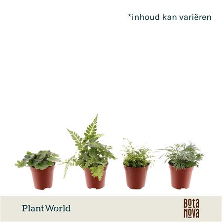 Fern Mix (decorum)