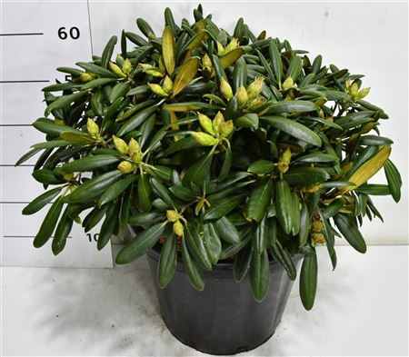Rhododendron (y) Kalinka